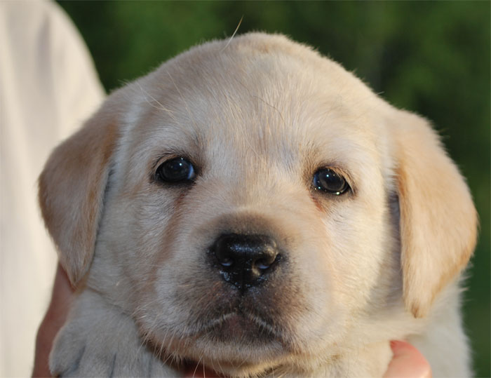 Välkommen till Bumpkin´s Labradorer